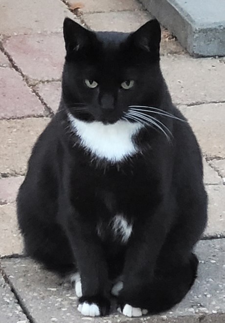 Kat Europese korthaar of huiskat