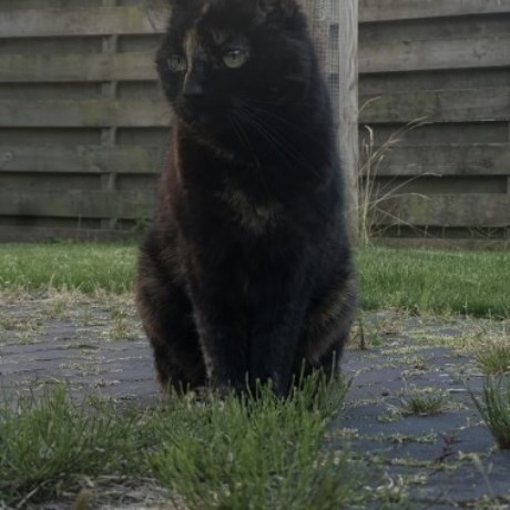 Kat Europese korthaar of huiskat