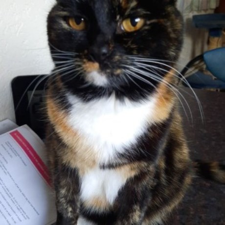 Kat Europese korthaar of huiskat