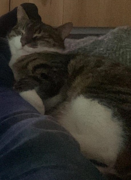 Kat Europese korthaar of huiskat