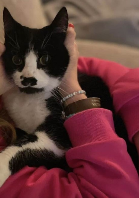 Kat Europese korthaar of huiskat