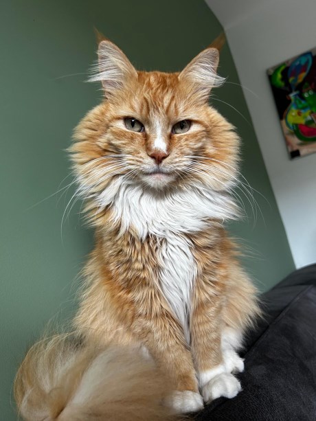 Kat Maine Coon