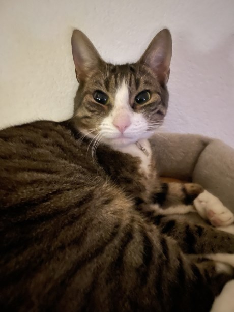 Kat Europese korthaar of huiskat