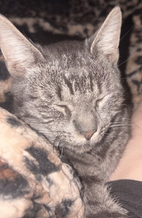 Kat Europese korthaar of huiskat