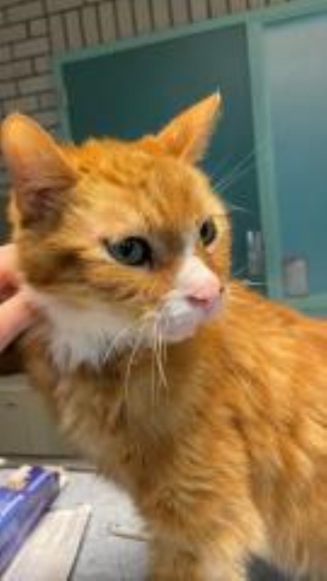 Kat Europese korthaar of huiskat