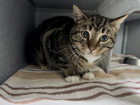 Kat Europese korthaar of huiskat