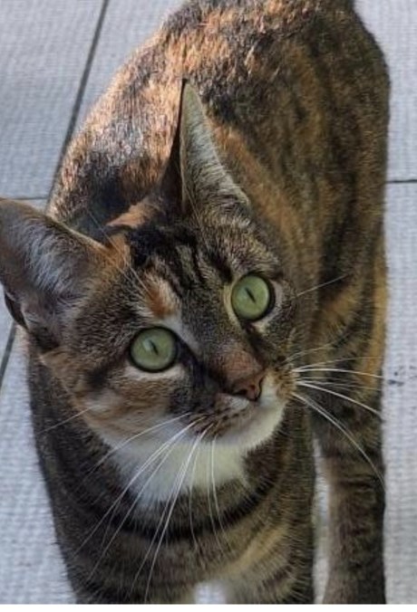 Kat Europese korthaar of huiskat