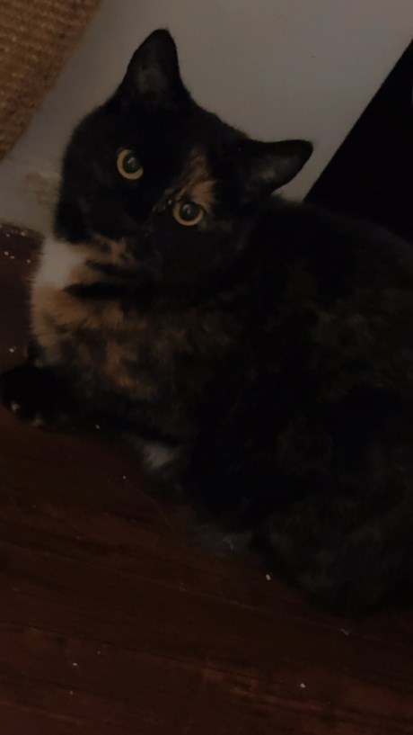 Kat Europese korthaar of huiskat