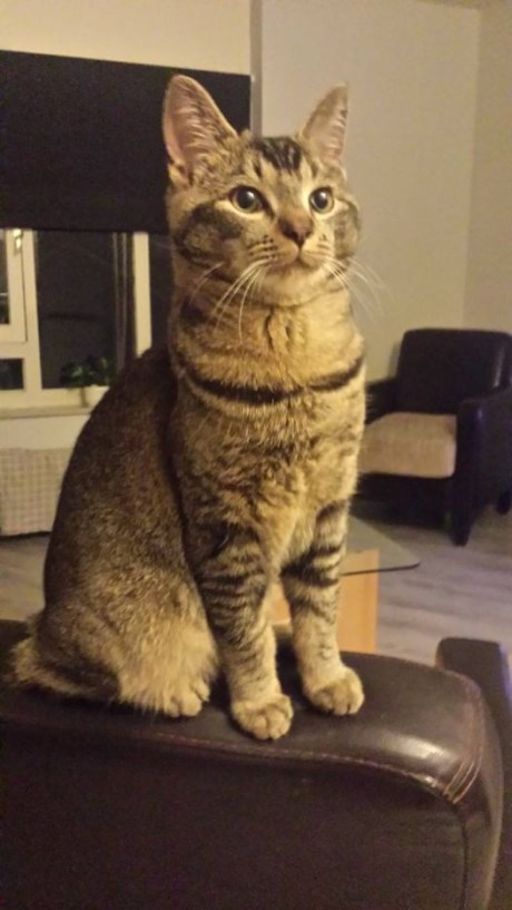 Kat Europese korthaar of huiskat