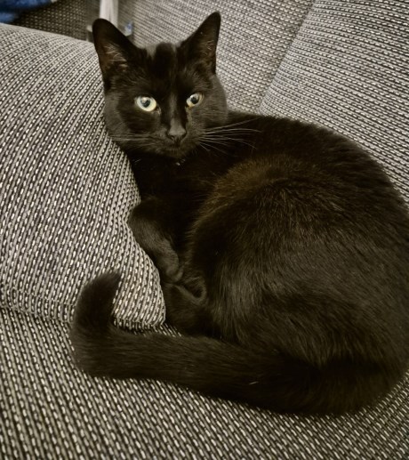 Kat Europese korthaar of huiskat