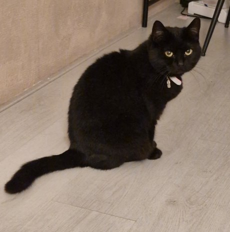 Kat Europese korthaar of huiskat