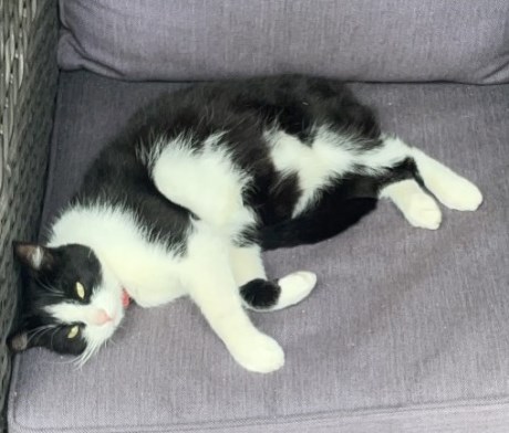 Kat Europese korthaar of huiskat