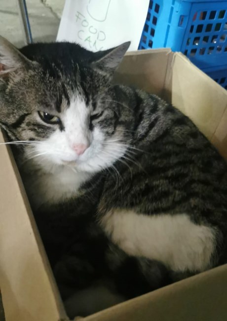 Kat Europese korthaar of huiskat