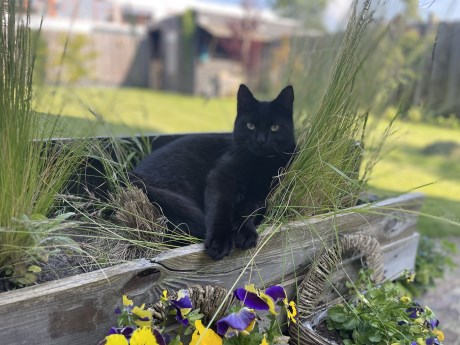 Kat Europese korthaar of huiskat