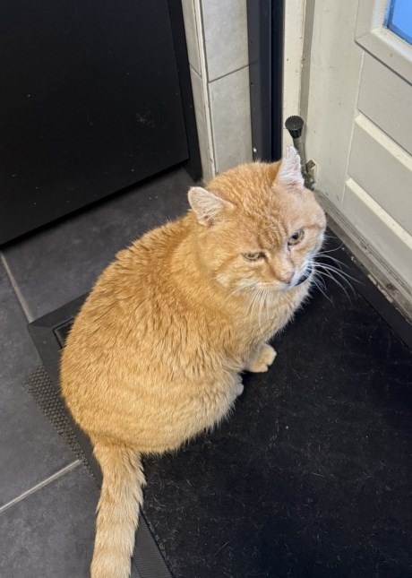 Kat Europese korthaar of huiskat