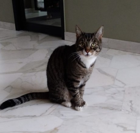 Kat Europese korthaar of huiskat