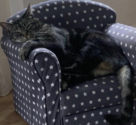 Kat Europese korthaar of huiskat