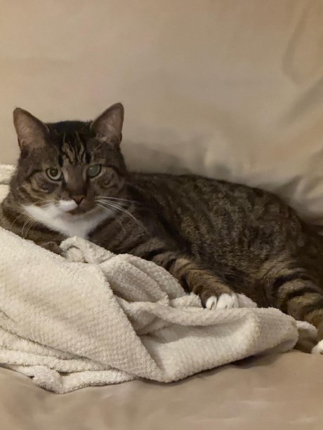 Kat Europese korthaar of huiskat