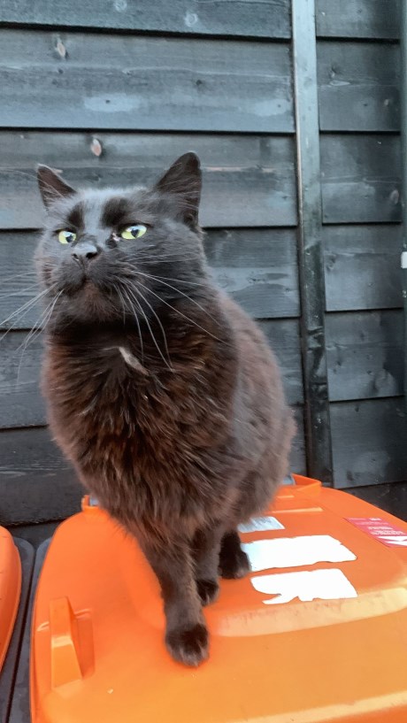 Kat Europese korthaar of huiskat