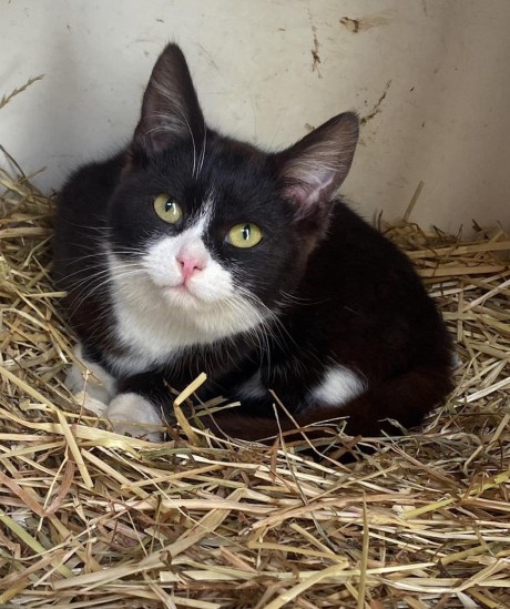 Kat Europese korthaar of huiskat