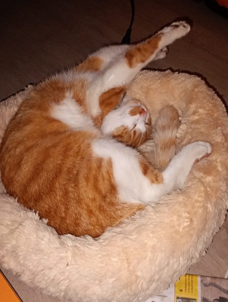 Kat Europese korthaar of huiskat