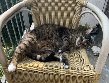 Kat Europese korthaar of huiskat