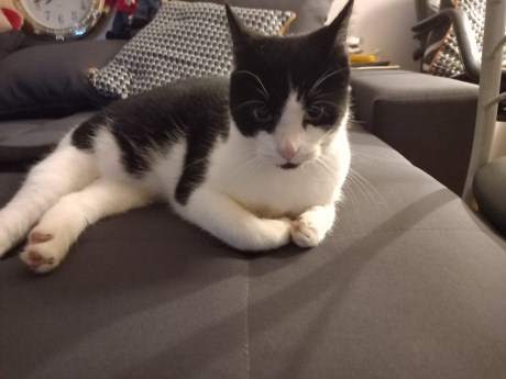 Kat Europese korthaar of huiskat