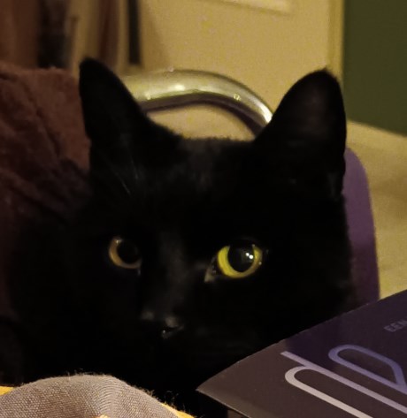 Kat Europese korthaar of huiskat