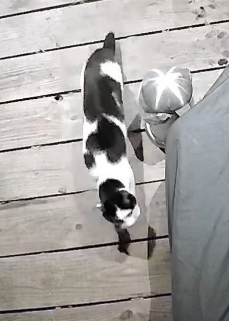 Kat Europese korthaar of huiskat