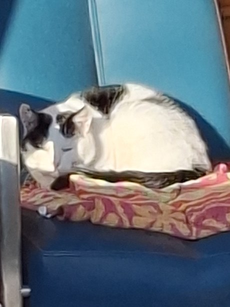 Kat Europese korthaar of huiskat