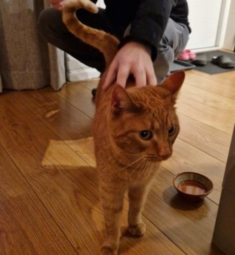 Kat Europese korthaar of huiskat