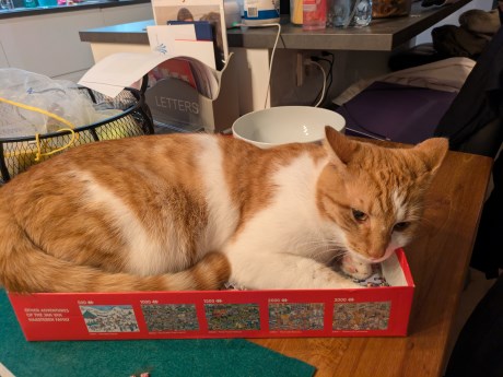 Kat Europese korthaar of huiskat