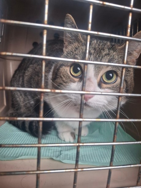 Kat Europese korthaar of huiskat