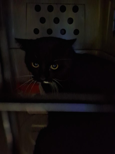 Kat Europese korthaar of huiskat