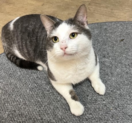 Kat Europese korthaar of huiskat