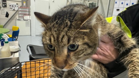 Kat Europese korthaar of huiskat