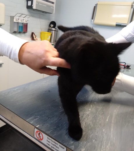 Kat Europese korthaar of huiskat