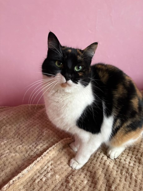 Kat Europese korthaar of huiskat