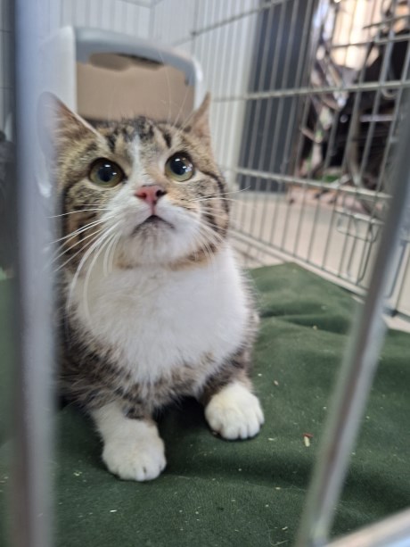 Kat Europese korthaar of huiskat