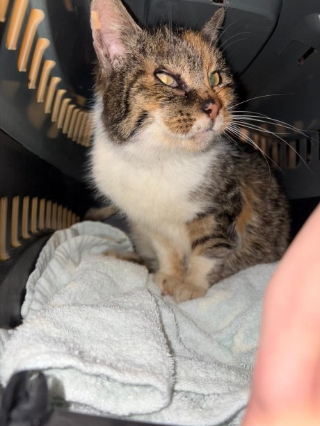 Kat Europese korthaar of huiskat