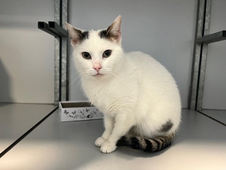 Kat Europese korthaar of huiskat