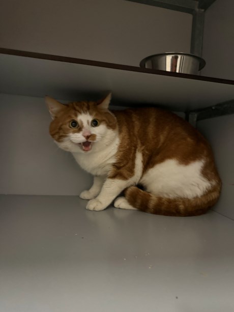 Kat Europese korthaar of huiskat