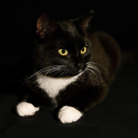 Kat Europese korthaar of huiskat