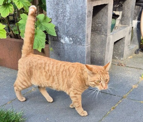 Kat Europese korthaar of huiskat