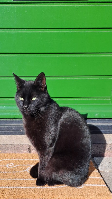 Kat Europese korthaar of huiskat