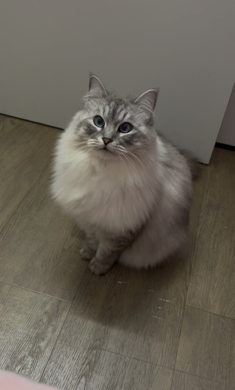 Kat Ragdoll