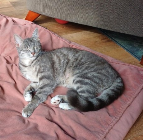 Kat Europese korthaar of huiskat