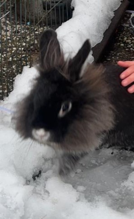 Knaagdier / Haasachtige Konijn