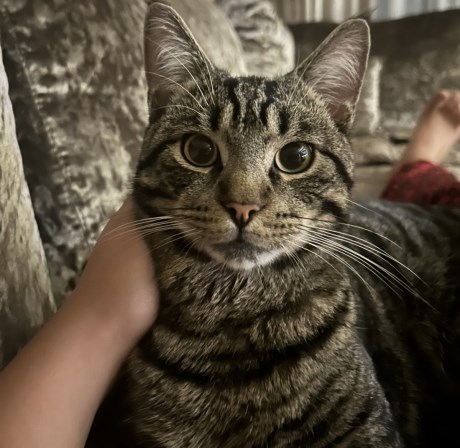 Kat Europese korthaar of huiskat