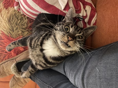 Kat Europese korthaar of huiskat